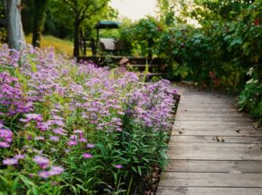 purple flowers alongside a brown wooden pathway