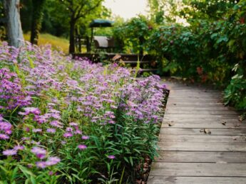 purple flowers alongside a brown wooden pathway